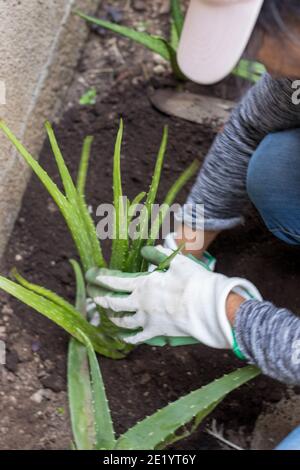 femme plantant des plantes d'aloe vera dans son jardin d'accueil Banque D'Images