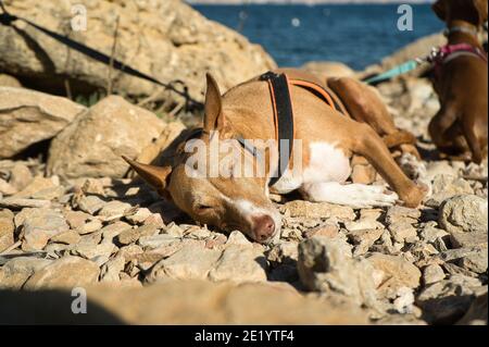 chiens sur une plage avec des rochers qui profitent d'une journée ensoleillée en été. En Espagne Banque D'Images