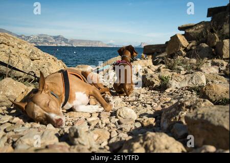 chiens sur une plage avec des rochers qui profitent d'une journée ensoleillée en été. En Espagne Banque D'Images