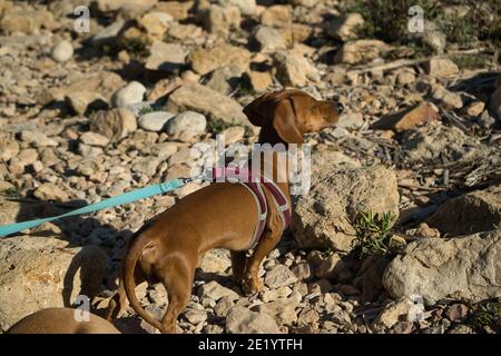 chiens sur une plage avec des rochers qui profitent d'une journée ensoleillée en été. En Espagne Banque D'Images