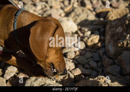 chiens sur une plage avec des rochers qui profitent d'une journée ensoleillée en été. En Espagne Banque D'Images