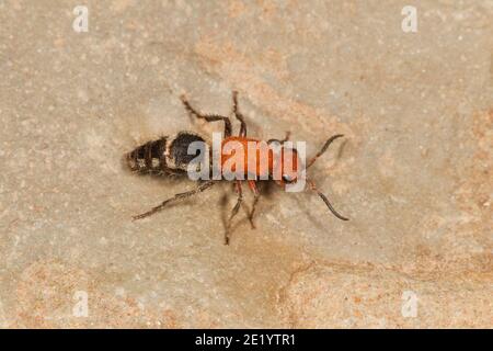 Velvet Ant femelle, Timulla suspensa, Mutillidae. Longueur 9 mm. Banque D'Images