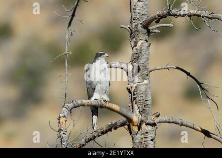 Palomon du Nord, Accipiter gentilis, perché dans un pin mort. Banque D'Images