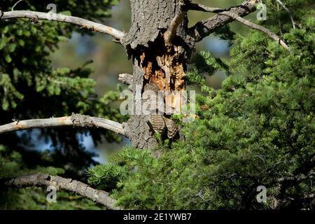 La femelle mexicaine de la Chouette tachetée, Strix occidentalis, nichent dans l'arbre Douglas Fir. Banque D'Images