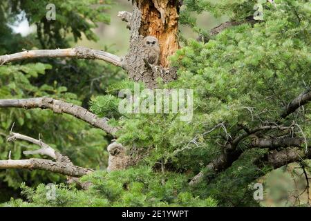 Chouette tachetée mexicaine nichée et naissante, Strix occidentalis, dans l'arbre Douglas Fir. Banque D'Images