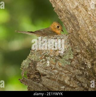 Flycatcher touffeté femelle sur nid, Mitrephanes phaeocercus. Banque D'Images