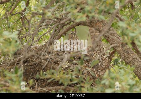 Nid de palombes du Nord, Accipiter gentilis, sur nid dans un chêne. Banque D'Images
