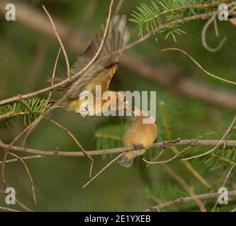 Moucherolle touffeté étant nourri par l'adulte, Mitrephanes phaeocercus, alors qu'il est perché dans l'arbre Douglas Fir. Banque D'Images