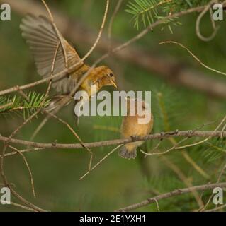 Moucherolle touffeté étant nourri par l'adulte, Mitrephanes phaeocercus, alors qu'il est perché dans l'arbre Douglas Fir. Banque D'Images