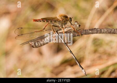 Robber Fly mâle non identifié, Stenopogon sp. Ou Scleropogon sp., Asilidae. Nourrissant sur le grand Damselfly immature mâle, Archilestes grandis, L Banque D'Images