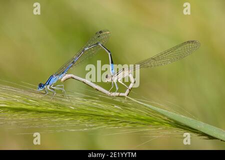 Arroyo Bluet Damselfly mâle et femelle dans la roue, Enallagma praevarum, Coenagrionidae. Banque D'Images