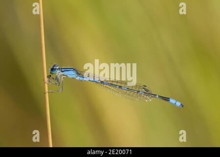 Arroyo Bluet Damselfly mâle, Enallagma praevarum, Coenagrionidae. Banque D'Images