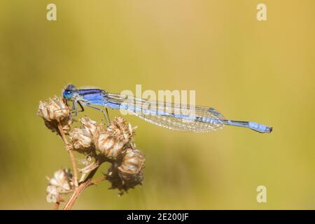 Familier Bluet Damselfly mâle, Enallagma civilile, Coenagrionidae. Banque D'Images