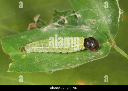 La larve de l'Hespériidae, Thorybes pylades, Hespériidae. Longueur 15 mm. Alimentation sur le trèfle de San Pedro, Desmodium batocaulon, Fabaceae. Banque D'Images