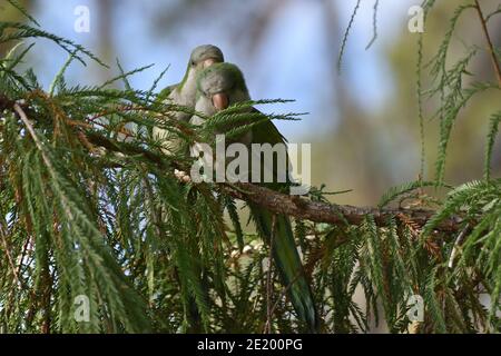 Une paire de perroquets de moine (myiopsitta monachus), ou perroquet de quaker, se cachant dans un arbre dans un parc de Buenos Aires Banque D'Images