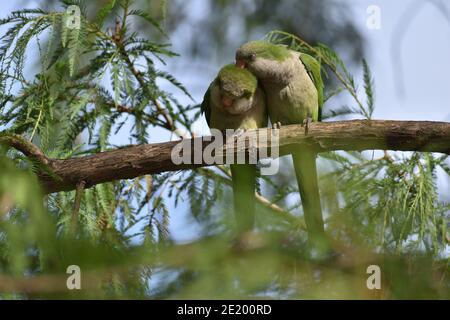 Une paire de perroquets de moine (myiopsitta monachus), ou perroquet de quaker, se cachant dans un arbre dans un parc de Buenos Aires Banque D'Images