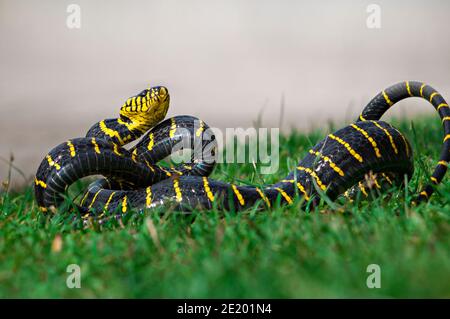 La boïga dendrophila, communément appelée serpent de mangrove ou serpent de chat à anneaux d'or Banque D'Images