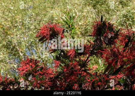 Vue de l'Embothrium coccineum a fleuri pendant la saison de printemps à Patagonia, en Argentine Banque D'Images