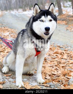 Jeune husky sibérien avec différents yeux regardant la caméra Banque D'Images