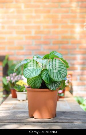 Calathea Orbifolia croissance en pot d'argile pour décoration sur table en maison et bureau. Feuilles d'autiful ornementales en plantes tropicales. Banque D'Images