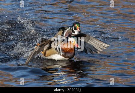 Mandarin et Wood Duck 15 novembre 2020 Yankton SD Banque D'Images