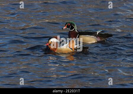 Mandarin et Wood Duck 15 novembre 2020 Yankton SD Banque D'Images