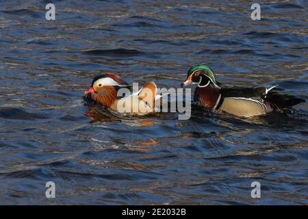Mandarin et Wood Duck 15 novembre 2020 Yankton SD Banque D'Images