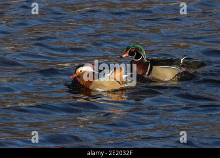 Mandarin et Wood Duck 15 novembre 2020 Yankton SD Banque D'Images