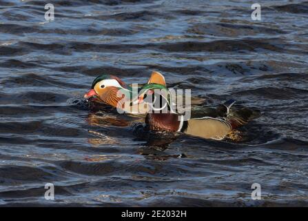 Mandarin et Wood Duck 15 novembre 2020 Yankton SD Banque D'Images