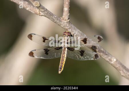 Twelve Spotted Skimmer 11 juin 2020 Newton Hills State Park, Dakota du Sud Banque D'Images