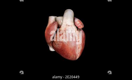 anatomie du cœur humain. Isolé sur fond noir. Rendu 3D Banque D'Images