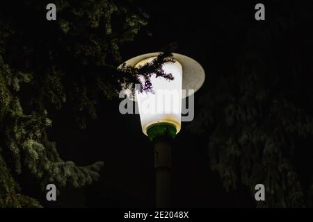 Nuit ville Lanterne briller parmi les sapins gros plan Banque D'Images