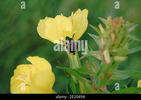 Perle japonaise sur fleur jaune d'onagre en été Banque D'Images