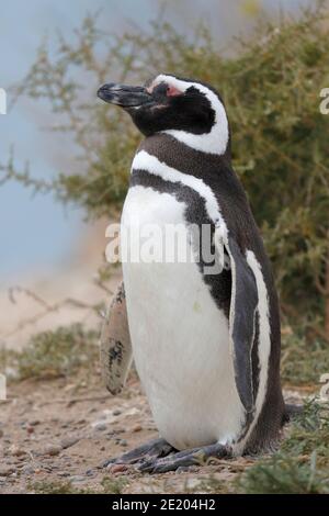 Vue verticale d'un seul oiseau, Penguin Magellanique (Spheniscus magellanicus), Caleta Valdes, province de Chubut, sud de l'Argentine 24th nov 2015 Banque D'Images