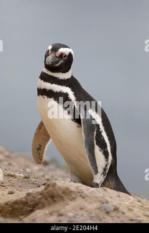 Vue verticale d'un seul oiseau, Penguin Magellanique (Spheniscus magellanicus), Caleta Valdes, province de Chubut, sud de l'Argentine 24th nov 2015 Banque D'Images