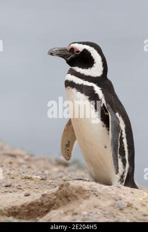 Vue verticale d'un seul oiseau, Penguin Magellanique (Spheniscus magellanicus), Caleta Valdes, province de Chubut, sud de l'Argentine 24th nov 2015 Banque D'Images