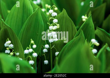 Lily de la vallée (May-Lily, Convallaria majalis) qui fleurira le jour des pluies Banque D'Images