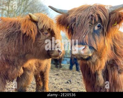 Deux cheptel écossais des Highlands Banque D'Images