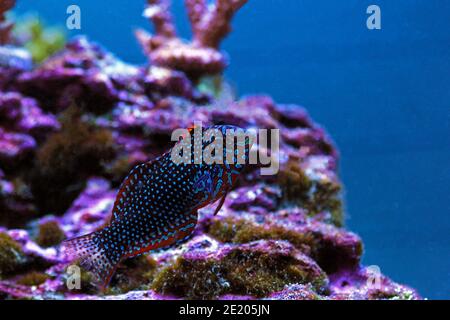 Wrasse léopard ornée - (Matropharyngodon ornatus) Banque D'Images