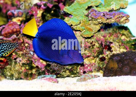 Zebrasoma xanthurum - poisson-tang violet de queue jaune Banque D'Images