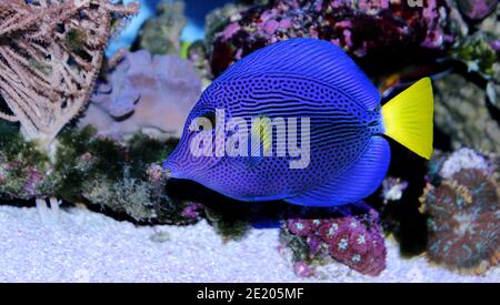 Zebrasoma xanthurum - poisson-tang violet de queue jaune Banque D'Images