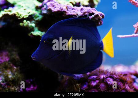 Zebrasoma xanthurum - poisson-tang violet de queue jaune Banque D'Images