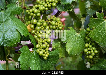 Gros plan des vins de raisin Chardonnay dans la vallée de Wairau, Marlborough. Petits pains d'été de raisins verts mûrissant au soleil. Banque D'Images