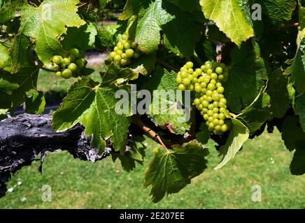 Gros plan des vins de raisin Chardonnay dans la vallée de Wairau, Marlborough. Petits pains d'été de raisins verts mûrissant au soleil. Banque D'Images