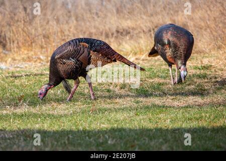 Dindes sauvages mâles (Meleagris gallopavo) mangeant dans un champ du Wisconsin en automne, horizontalement Banque D'Images