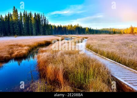 Une image de paysage d'automne de la promenade jusqu'à l'étang du castor au lac Maxwell, à Hinton Alberta Canada. Banque D'Images