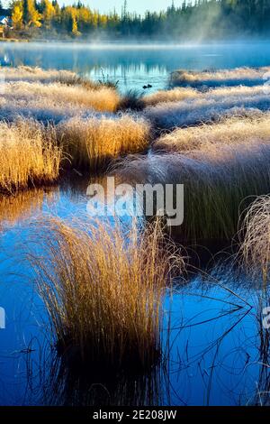 Un matin tôt sur le lac Maxwell, à Hinton, en Alberta, avec le soleil levant et le gel d'automne sur les herbes des marais. Banque D'Images