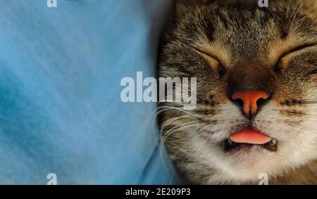 Mon Chaton Dort Avec Sa Langue Dehors Photo Stock Alamy Mon Chaton Dort Avec Sa Langue Dehors Photo Stock Alamy