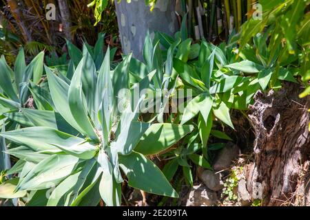 La queue de bœuf agaves succulents Agave attenuata poussant dans un jardin de Sydney, en Australie Banque D'Images