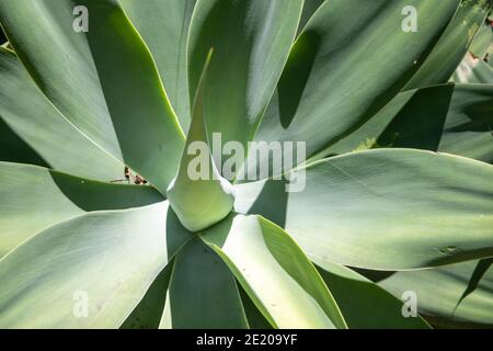 La queue de bœuf agaves succulents Agave attenuata poussant dans un jardin de Sydney, en Australie Banque D'Images